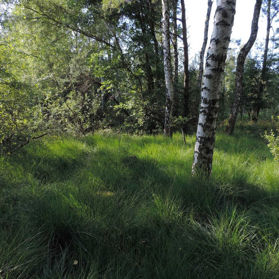 Molinia caerulea (Pijpenstrootje) zaden