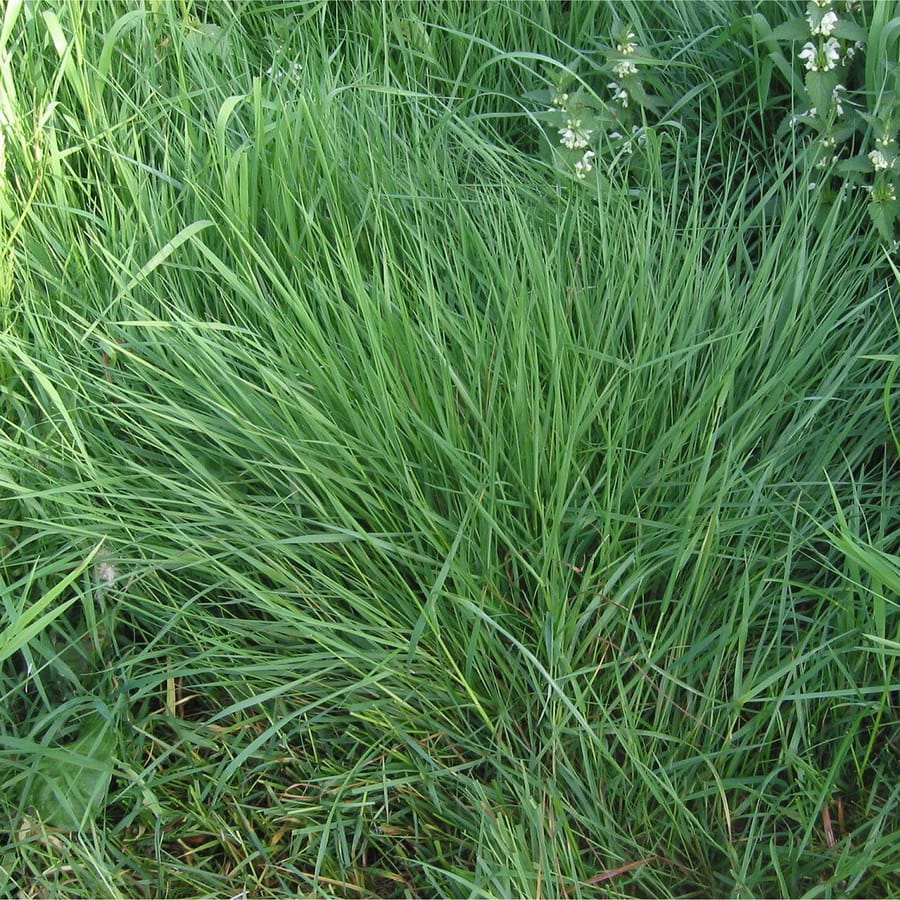 Gewoon struisgras (Agrostis capillaris) zaden