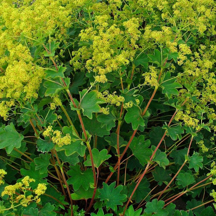 Geelgroene vrouwenmantel (Alchemilla xanthochlora) zaden