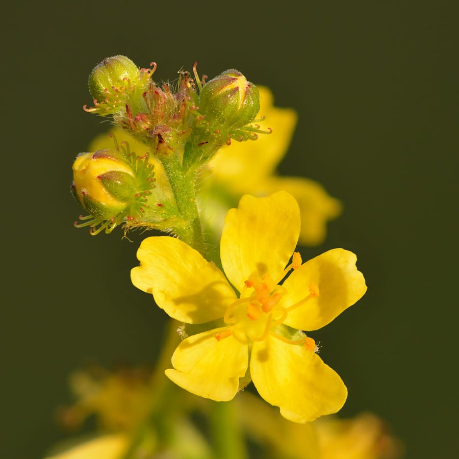 Gewone agrimonie (Agrimonia eupatoria) zaden