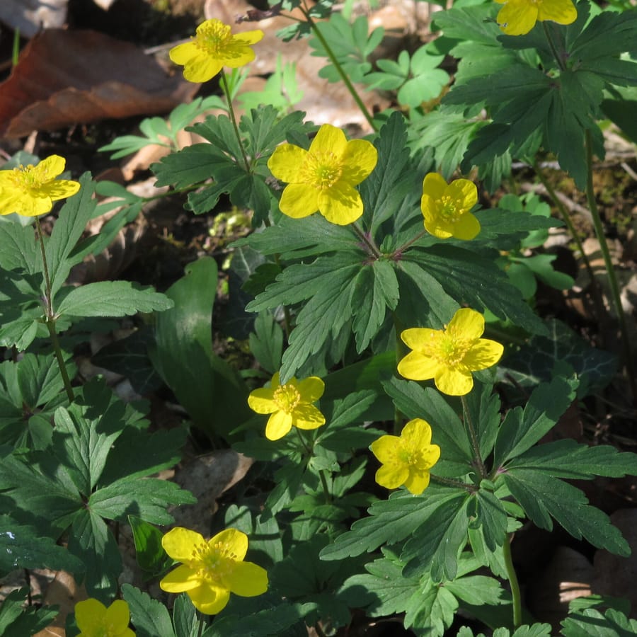 Gele anemoon (Anemone ranunculoides) zaden
