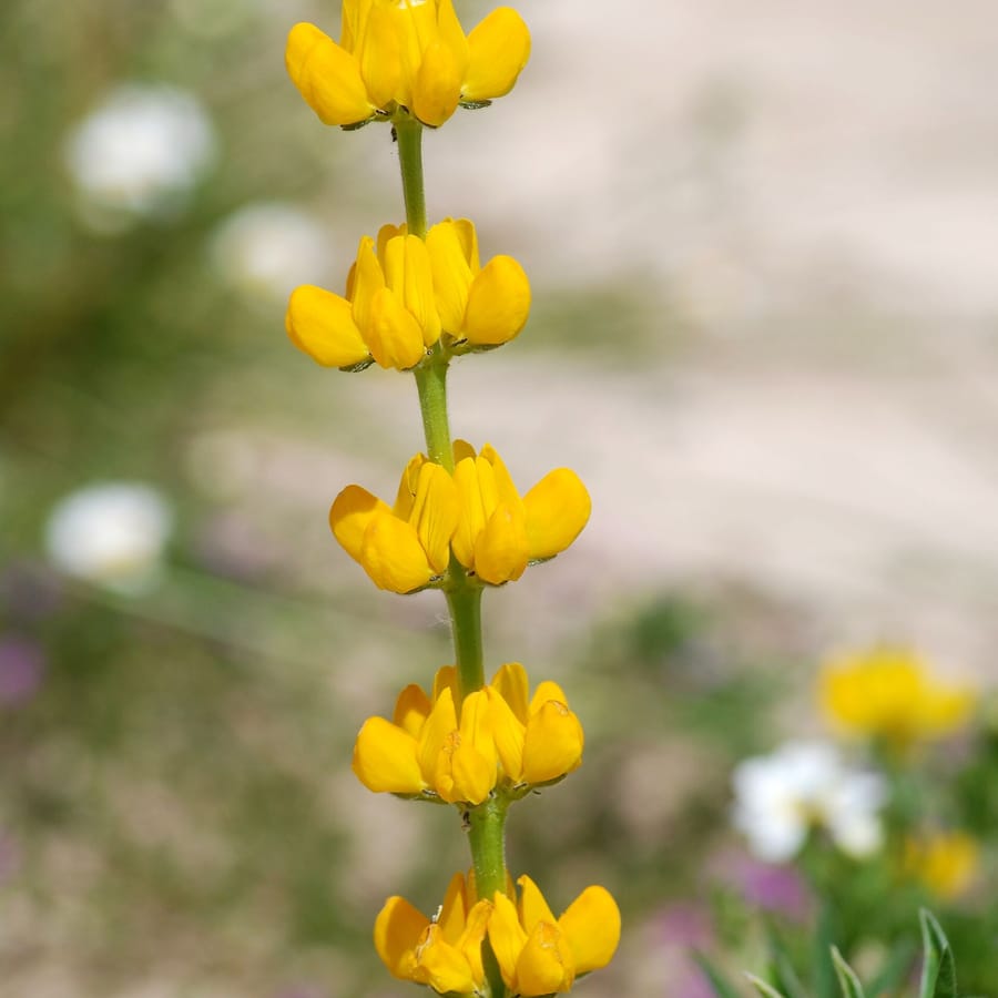 Gele lupine (Lupinus luteus) zaden