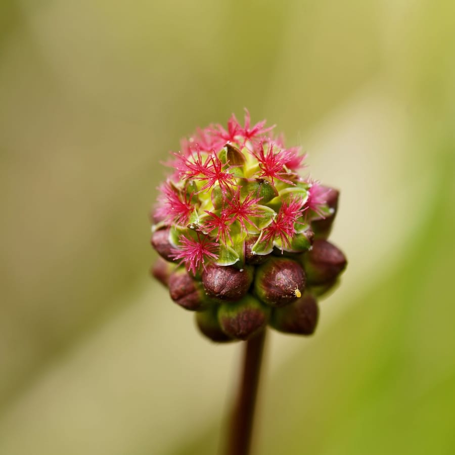 Kleine pimpernel BIO (Poterium sanguisorba ssp. sanguisorba) zaden