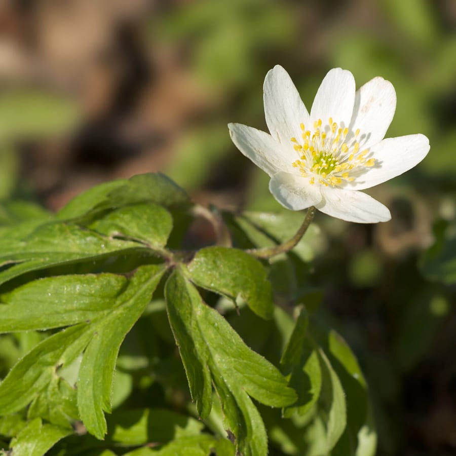 Bosanemoon (Anemone nemerosa) zaden