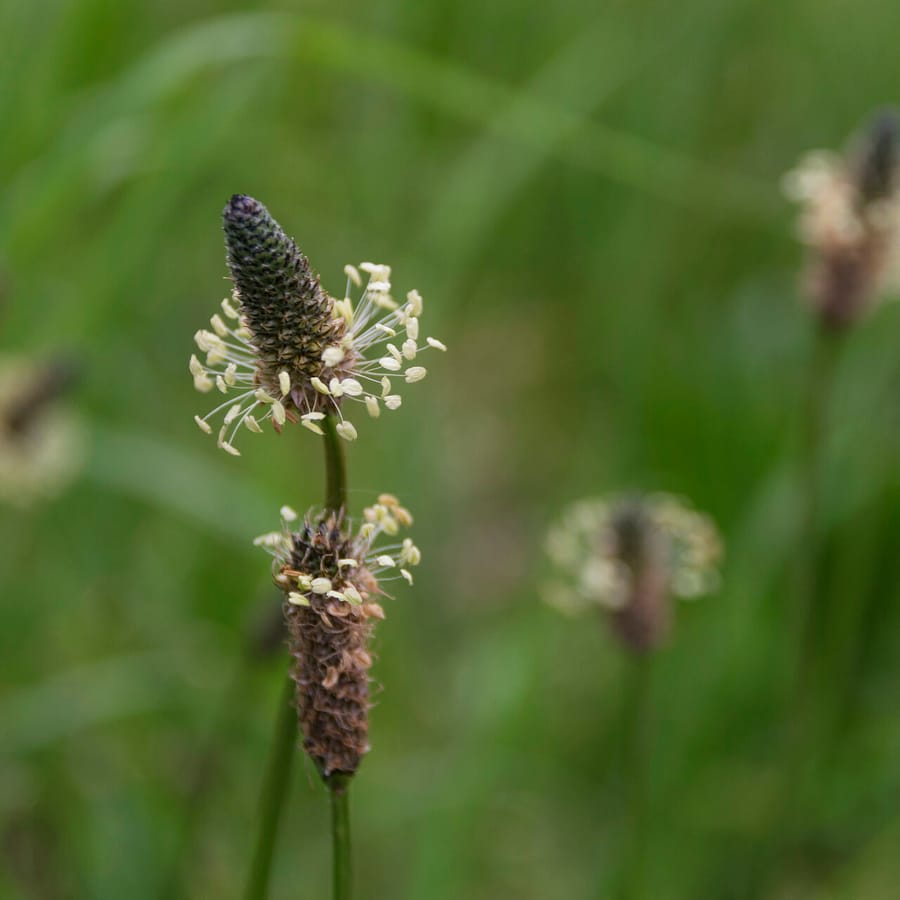 Smalle weegbree BIO (Plantago lanceolata) zaden