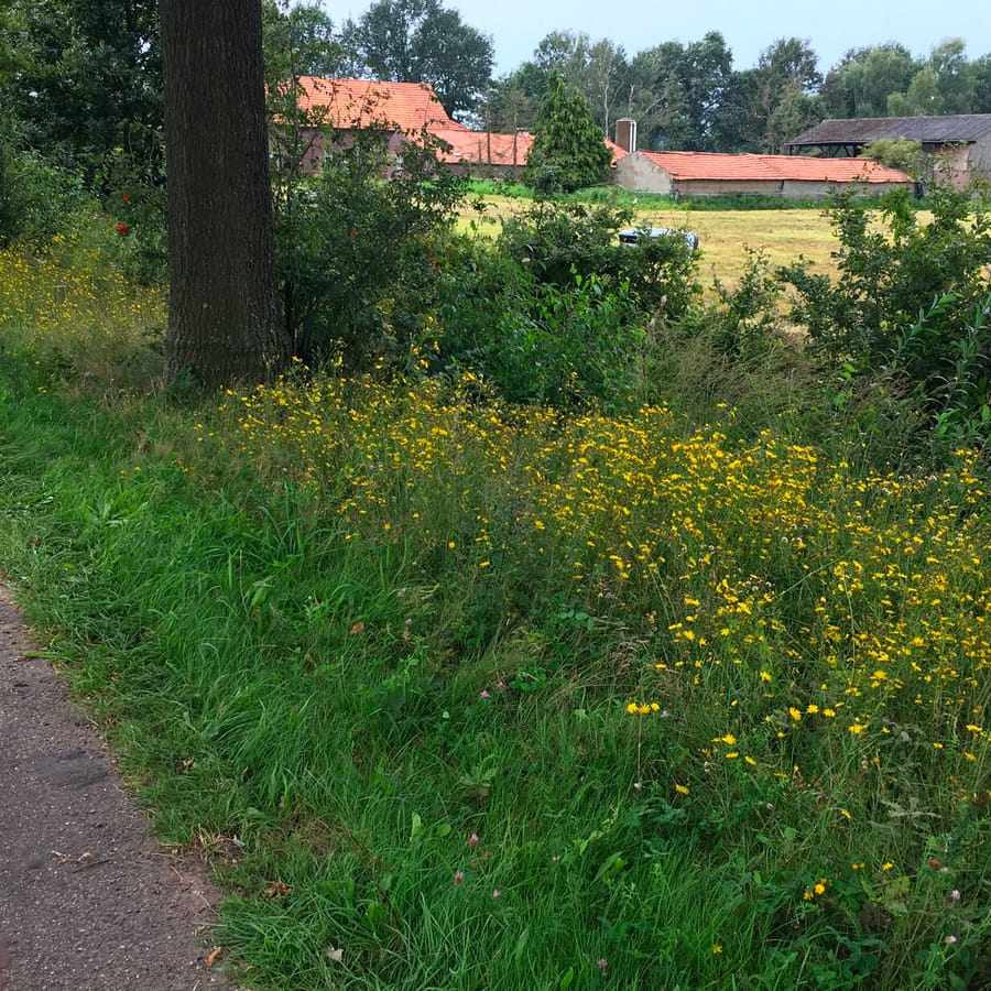 Schermhavikskruid (Hieracium sect. Hieracioides) zaden