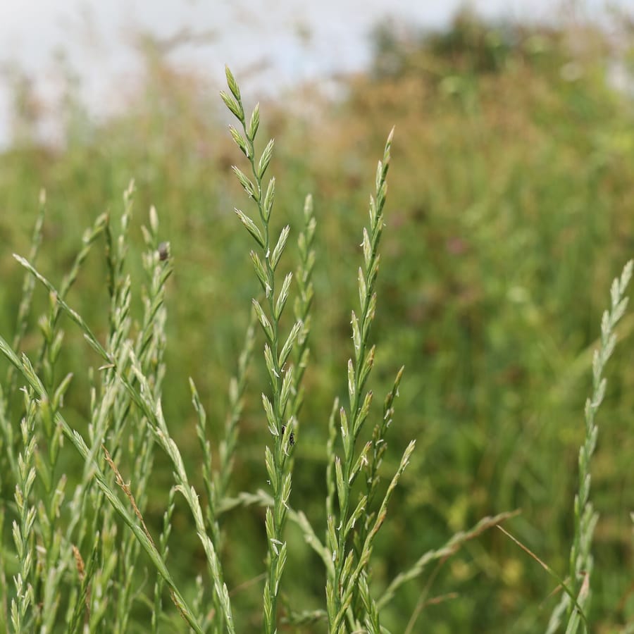 Engels raaigras BIO (Lolium perenne) zaden