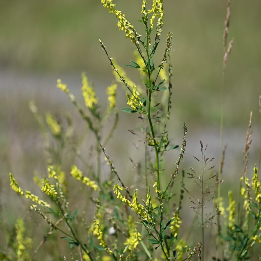 Citroengele honingklaver (Melilotus officinalis) zaden