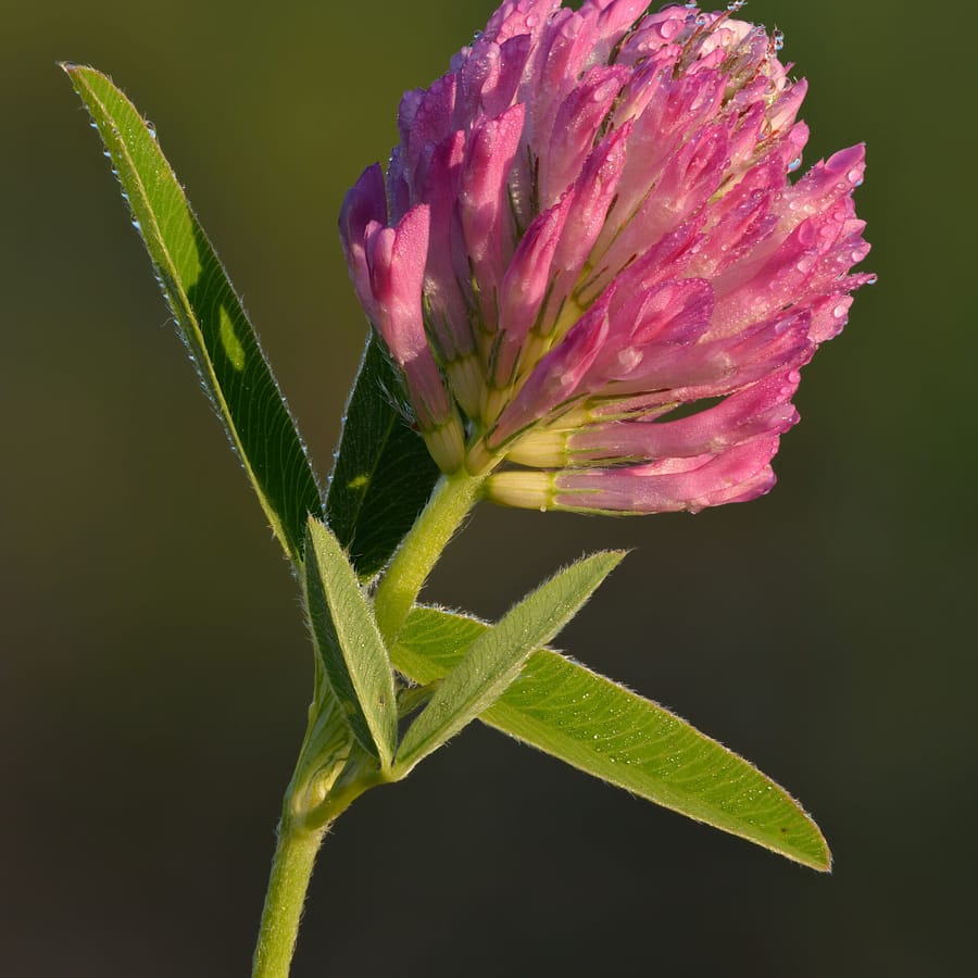 Bochtige klaver (Trifolium medium) zaden