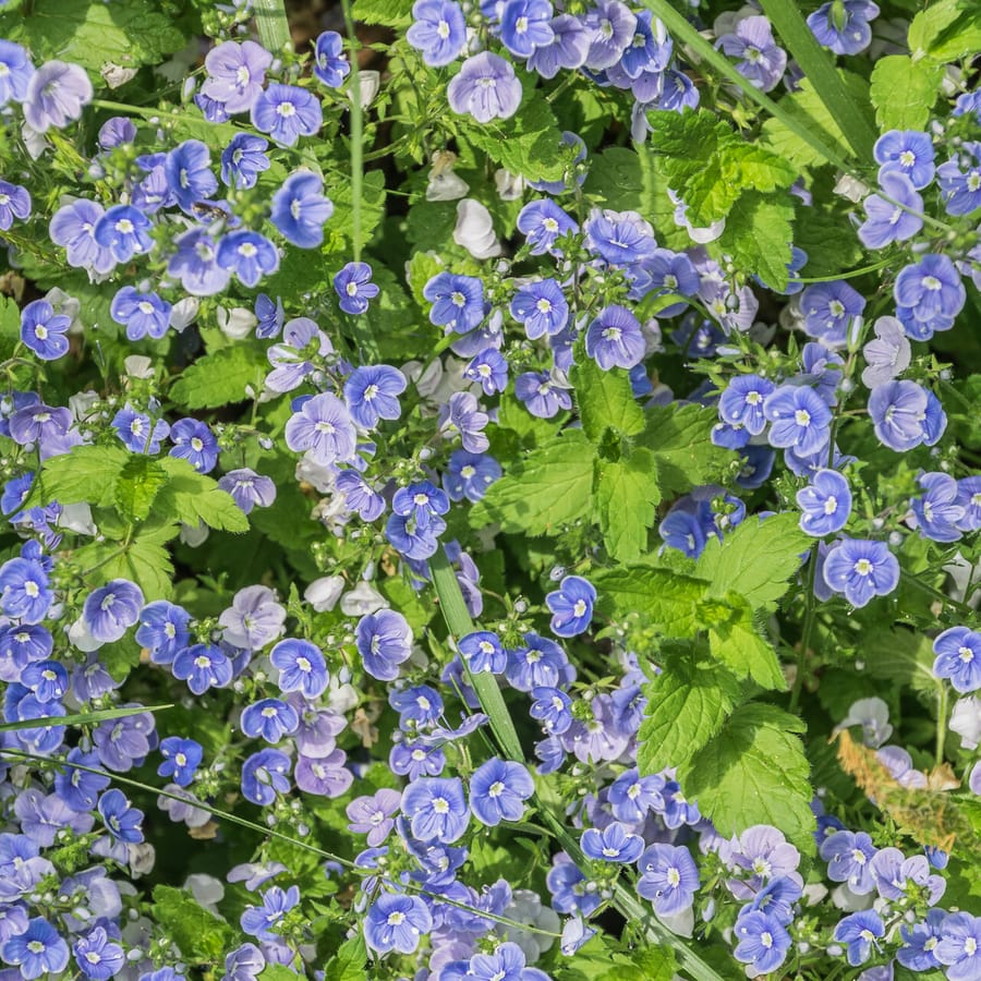 Gewone ereprijs (Veronica chamaedrys) zaden