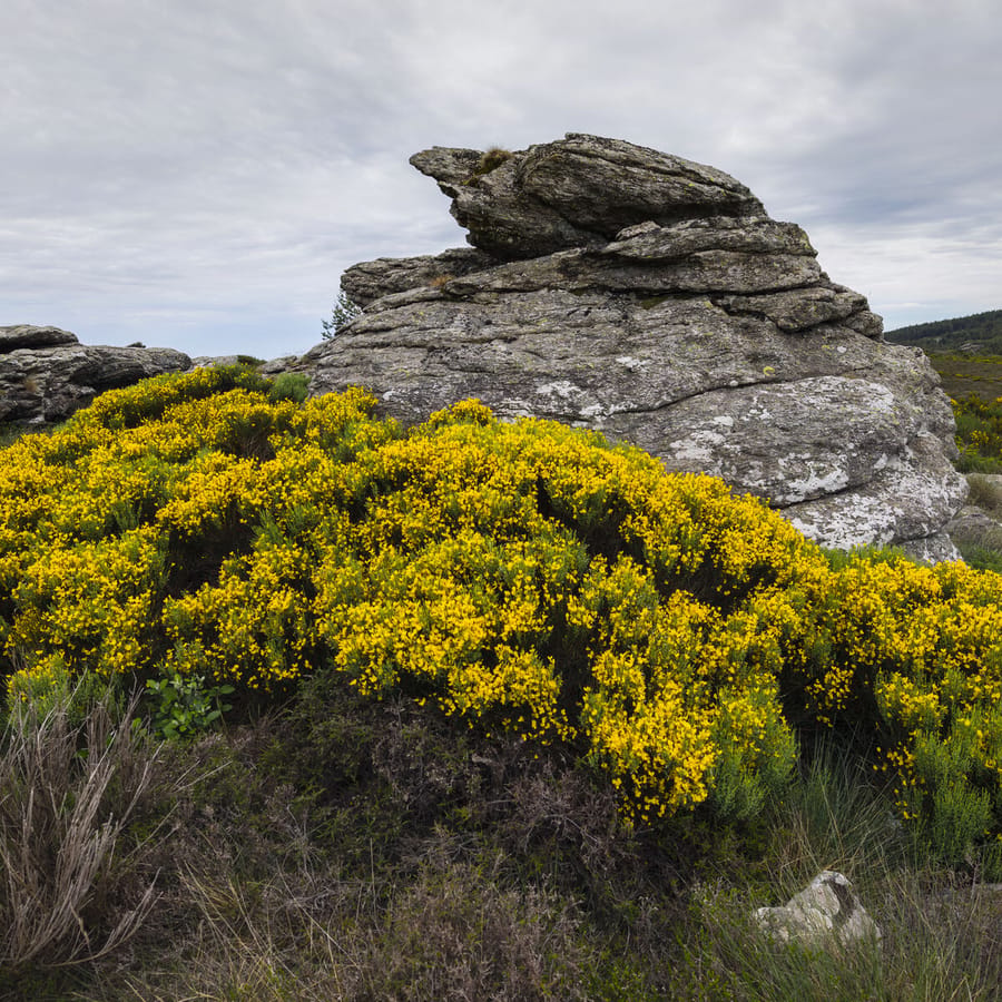 Brem (Cytisus scoparius) zaden