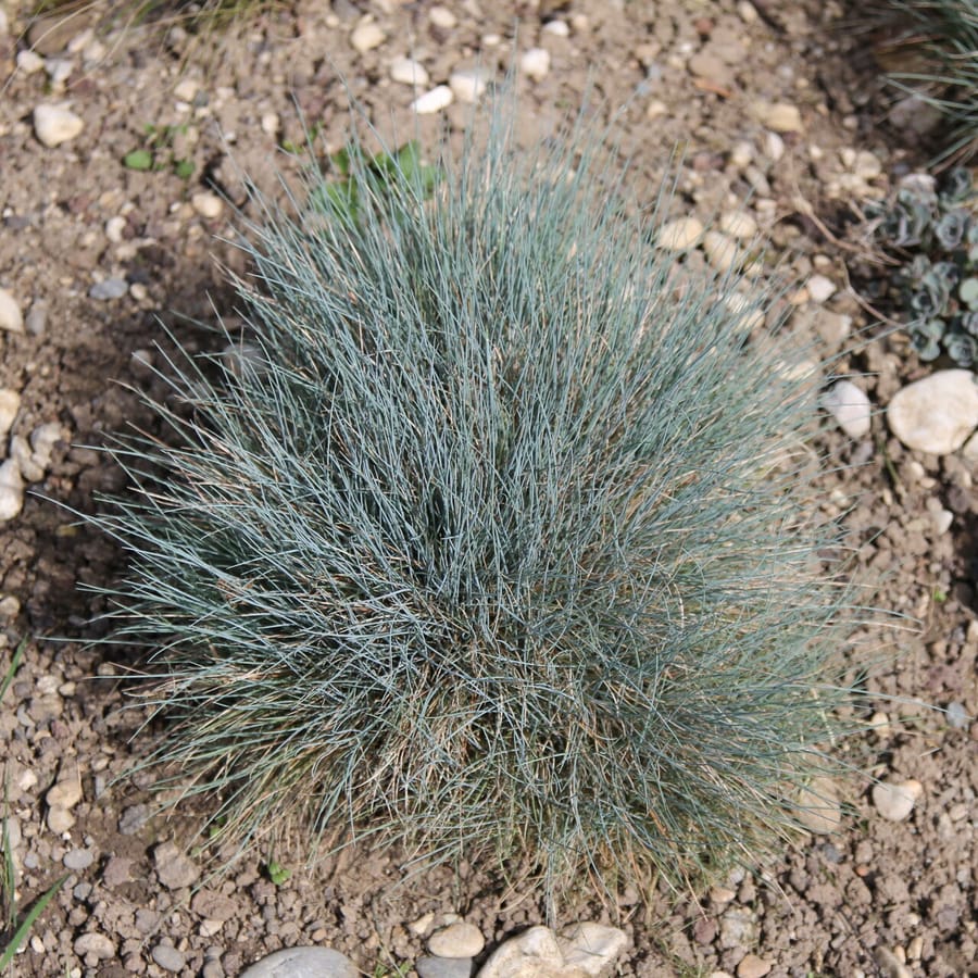 Blauw zwenkgras (Festuca glauca) zaden