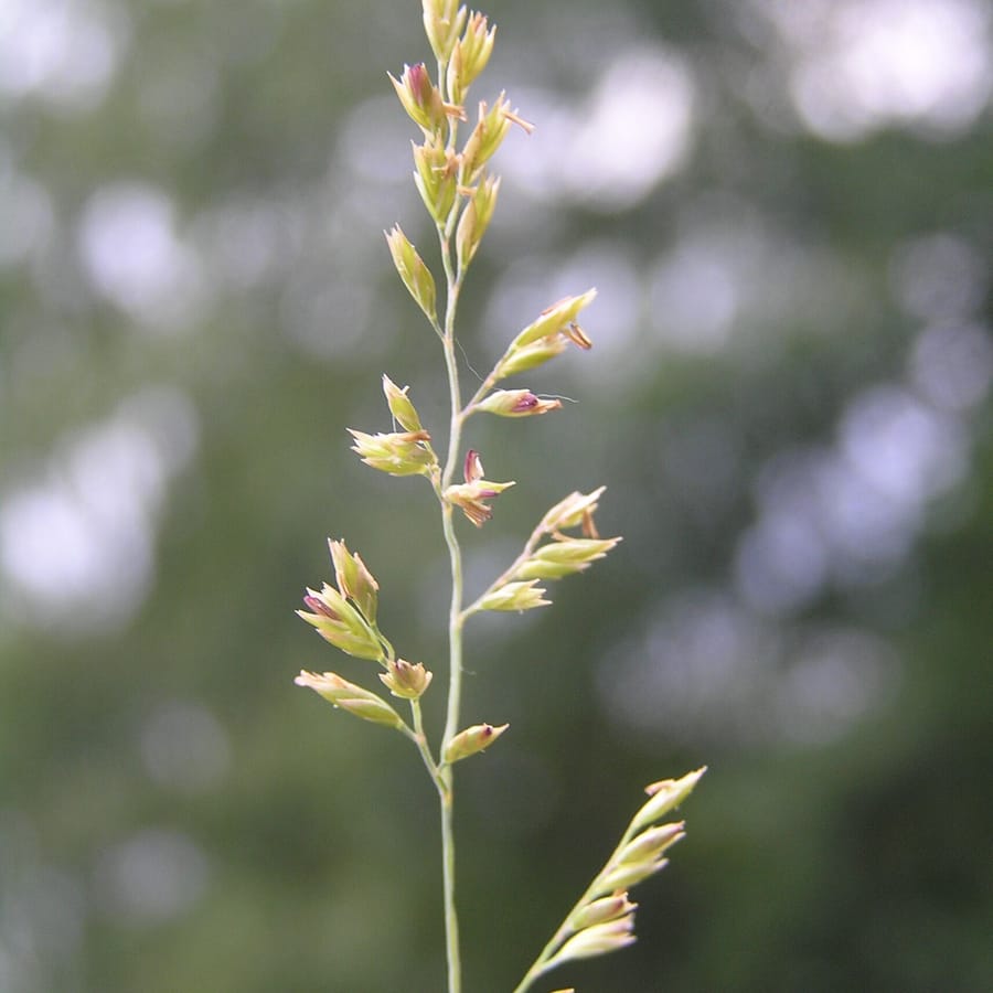 Fijn schapengras (Festuca filiformis) zaden