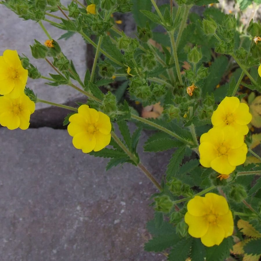 Rechte ganzerik (Potentilla recta) zaden