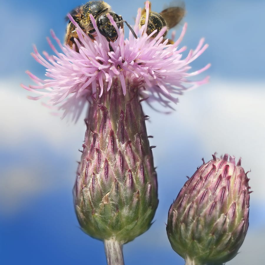 Akkerdistel (Cirsium arvense) zaden