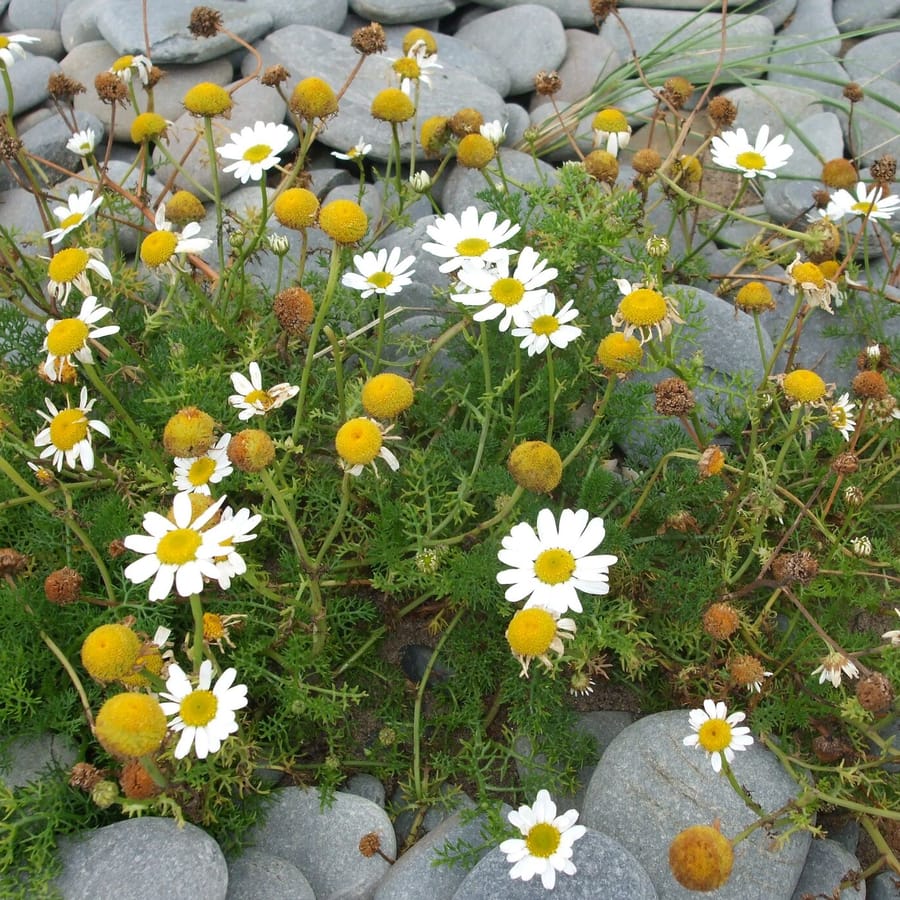 Reukeloze kamille (Tripleurospermum maritimum) zaden