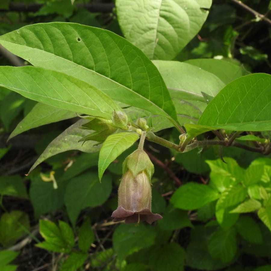 Wolfskers (Atropa bella-donna) zaden
