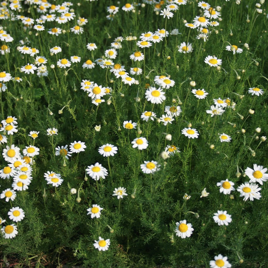 Roomse kamille (Anthemis nobilis) zaden
