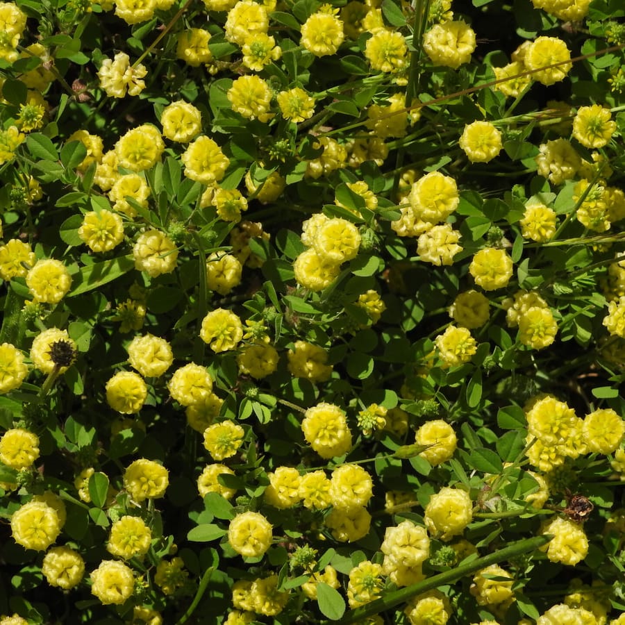 Liggende klaver (Trifolium campestre) zaden