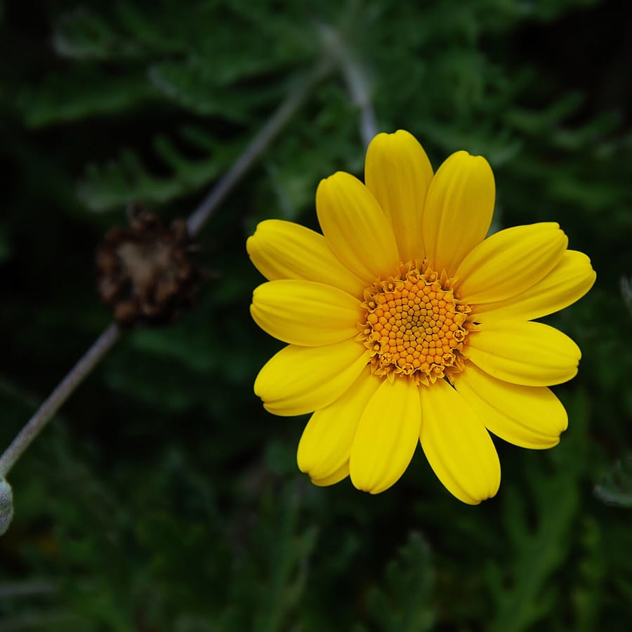 Gele kamille (Anthemis tinctoria) zaden