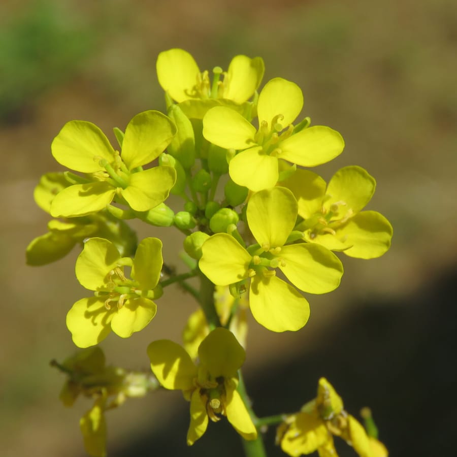 Zwarte mosterd (Brassica nigra) zaden