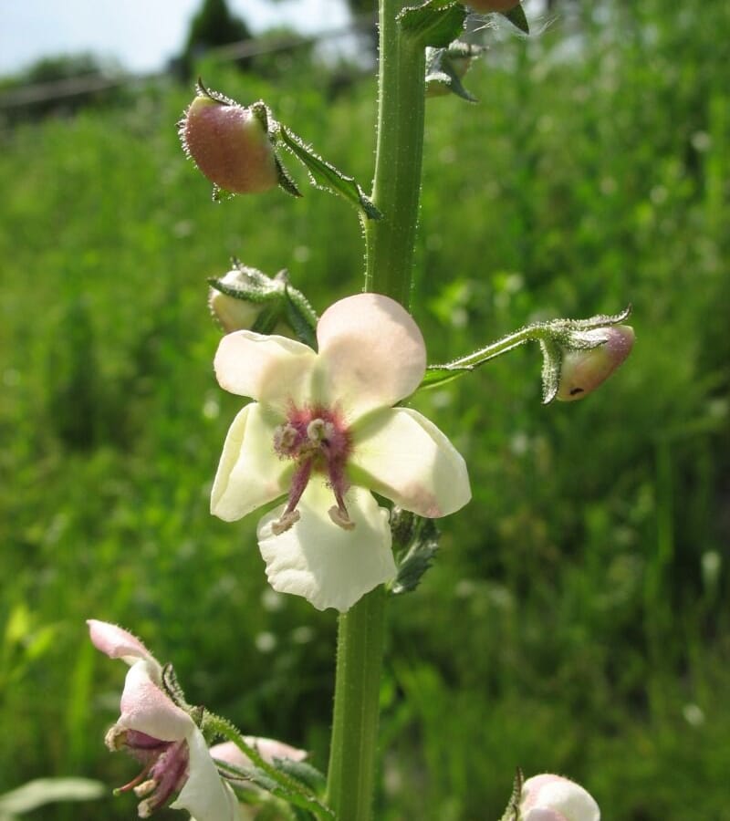 Mottenkruid (Verbascum blattaria) zaden