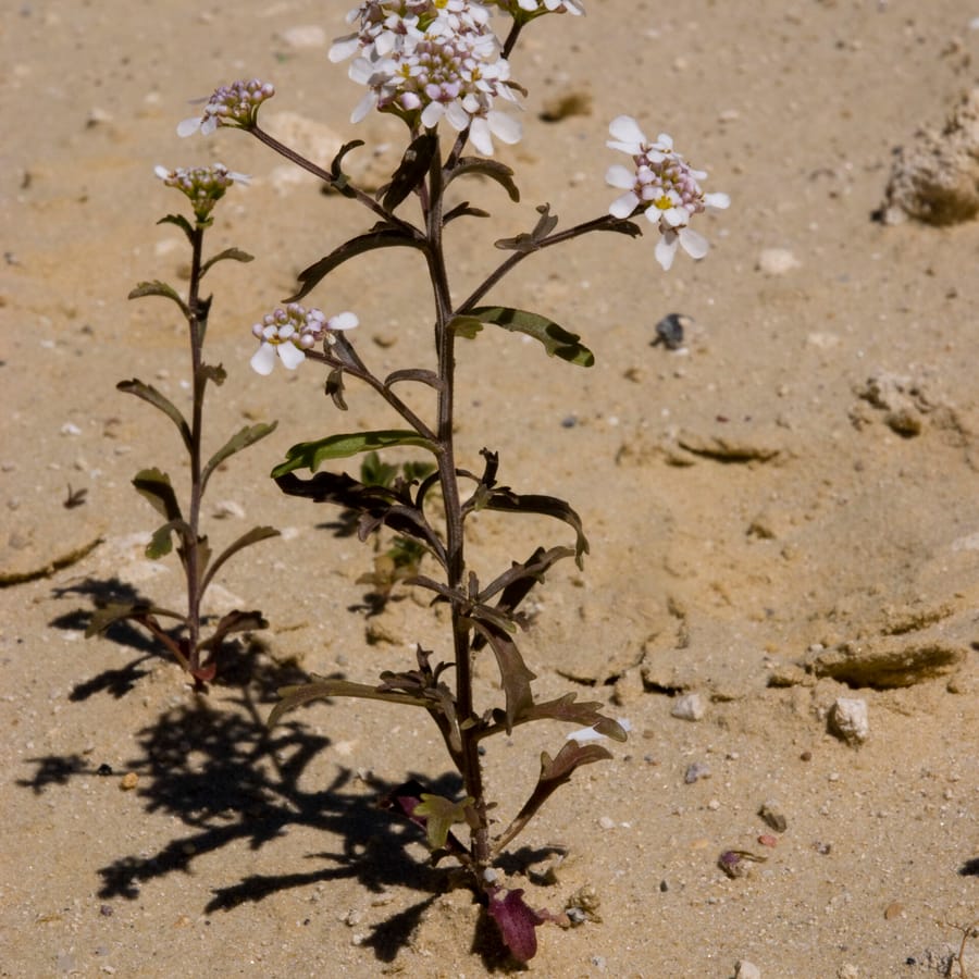 Bittere scheefbloem (Iberis amara) zaden