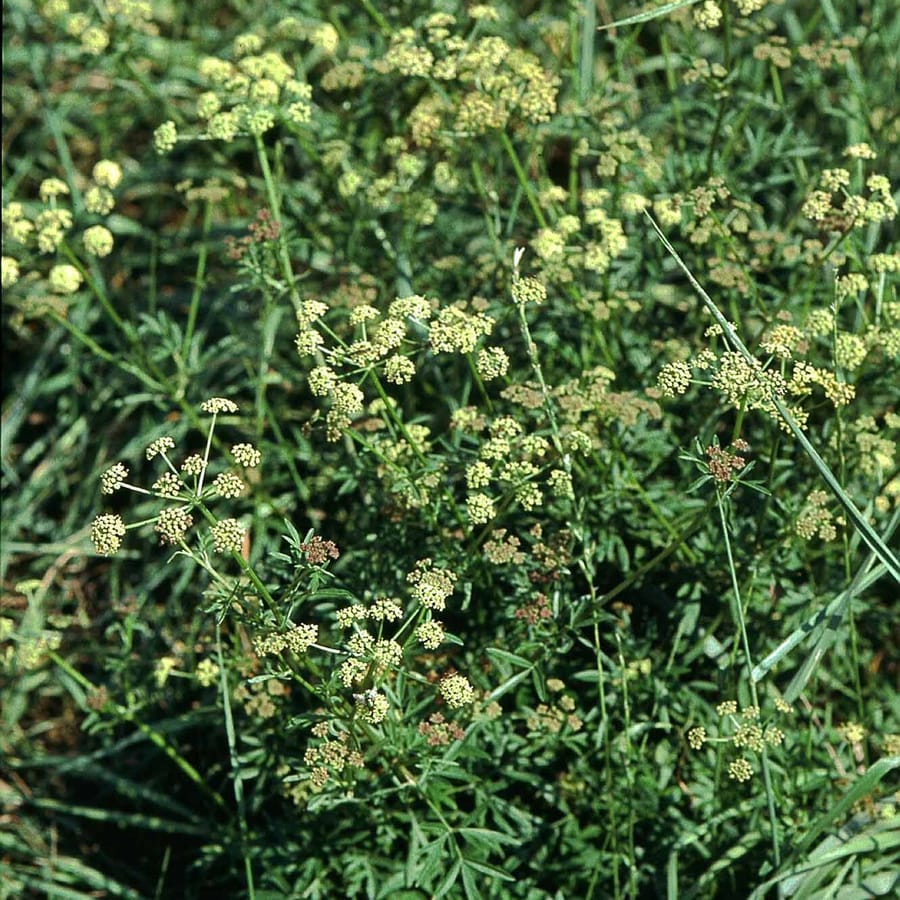 Weidekervel (Silaum silaus) zaden