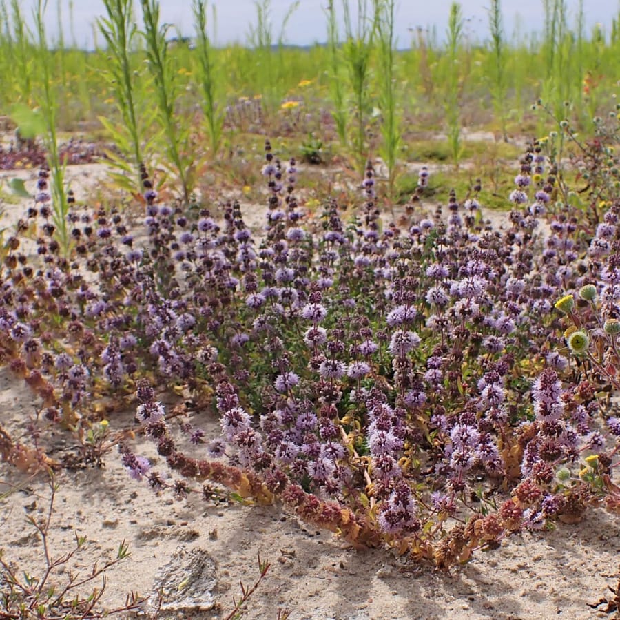 Polei (Mentha pulegium) zaden