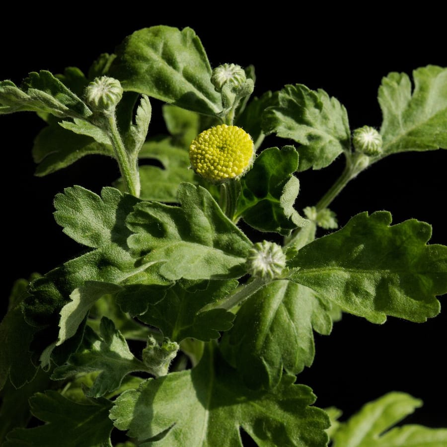 Moederkruid (Tanacetum parthenium) zaden
