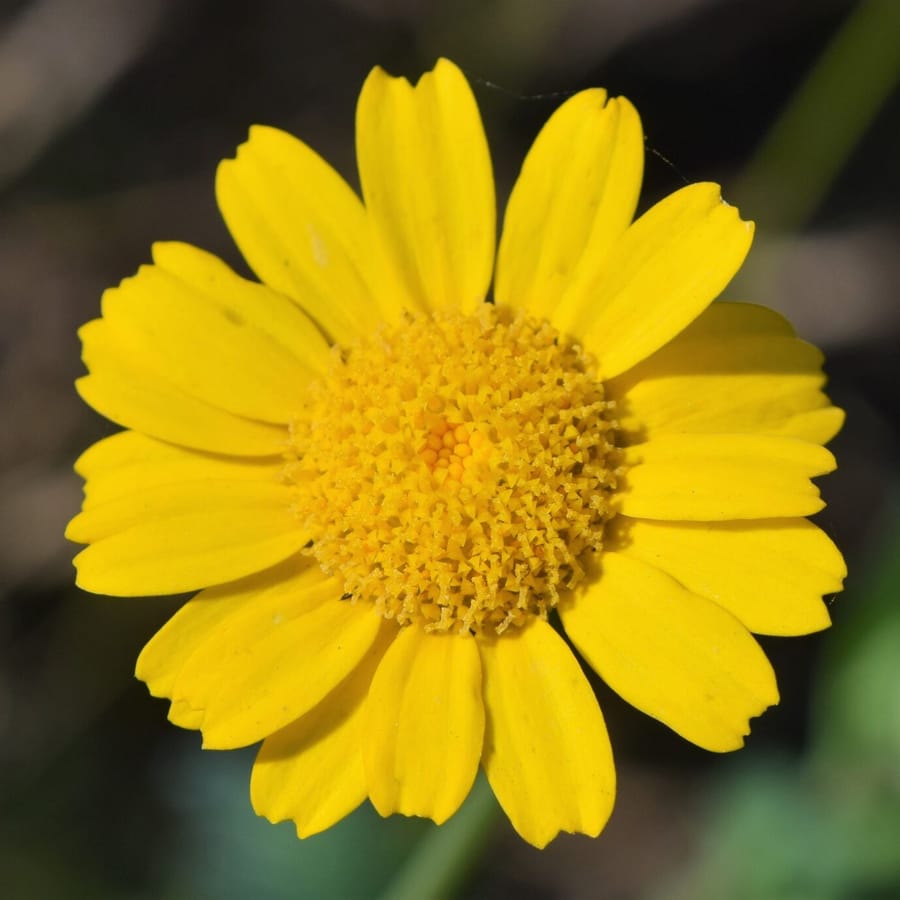 Gele ganzenbloem (Glebionis segetum) zaden