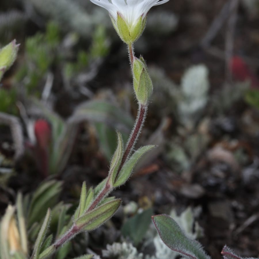 Akkerhoornbloem (Cerastium arvense) zaden