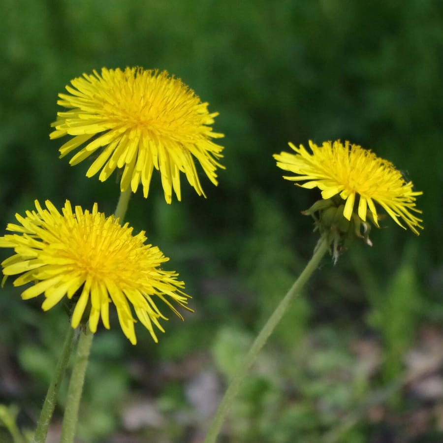 Paardenbloem BIO (Taraxacum officinale) zaden