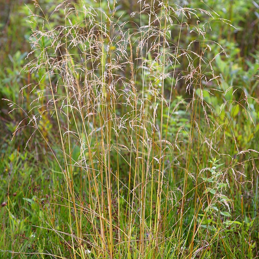 Ruwe smele (Deschampsia cespitosa) zaden
