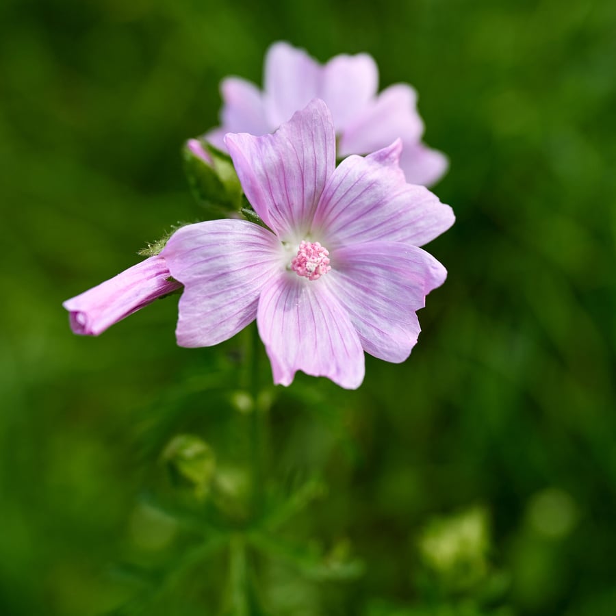 Vijfdelig kaasjeskruid (Malva alcea) zaden
