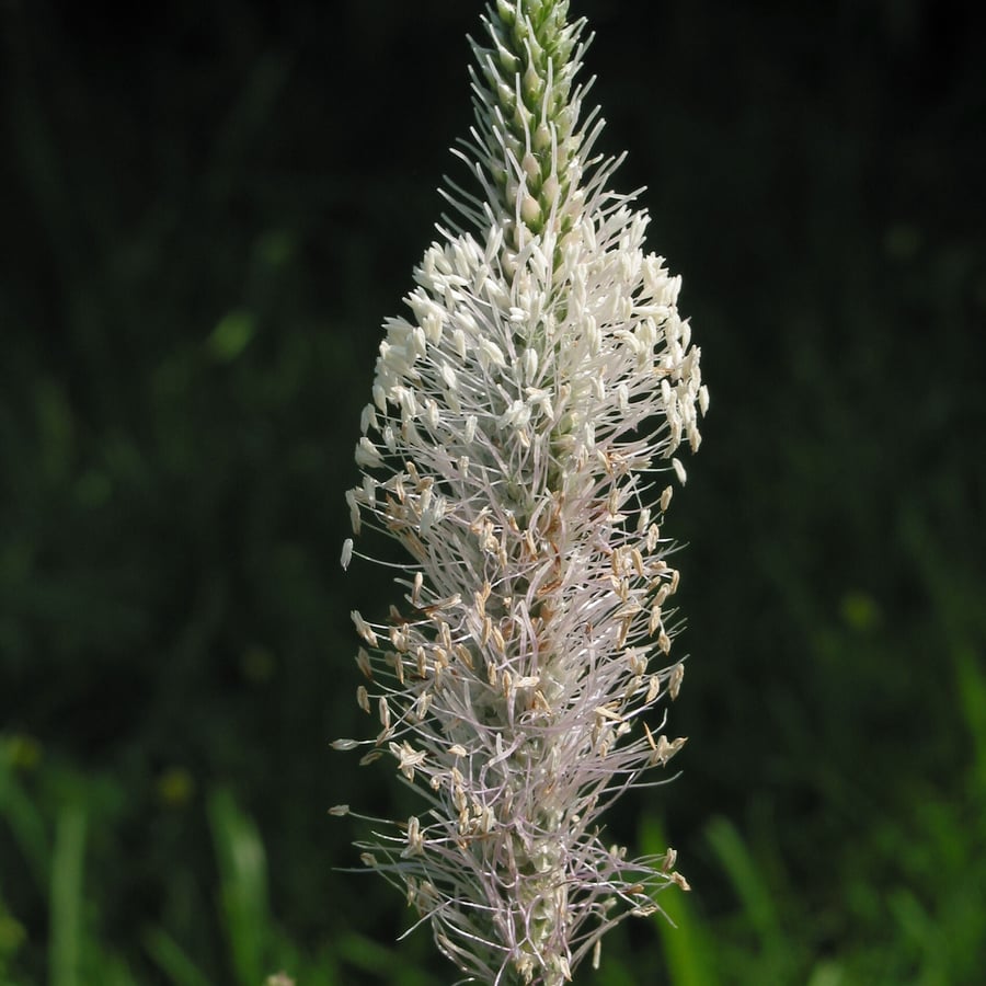 Ruige weegbree (Plantago media) zaden