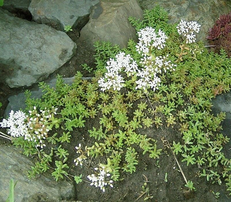 Wit vetkruid (Sedum album) zaden