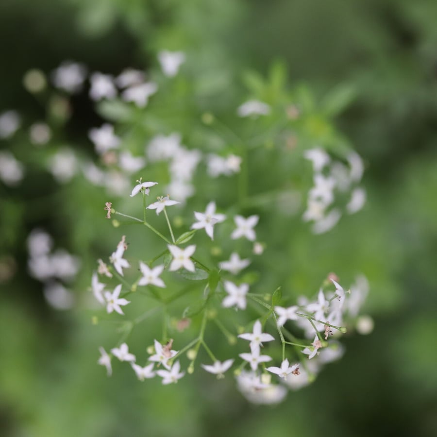 Glad walstro (Galium mollugo ssp. erectum) zaden