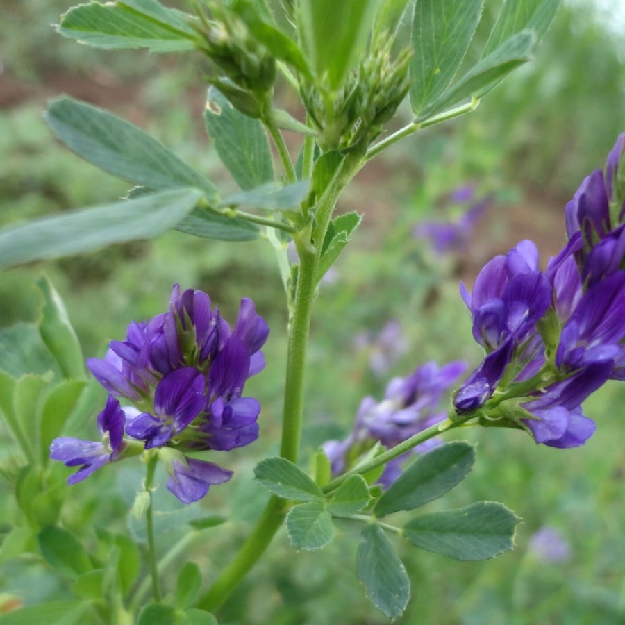 Luzerne/Alfalfa (Medicago sativa) zaden