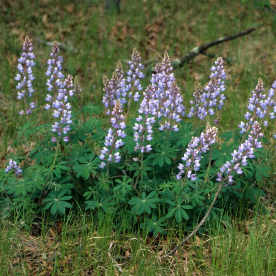 Wilde lupine (Lupinus perennis) zaden