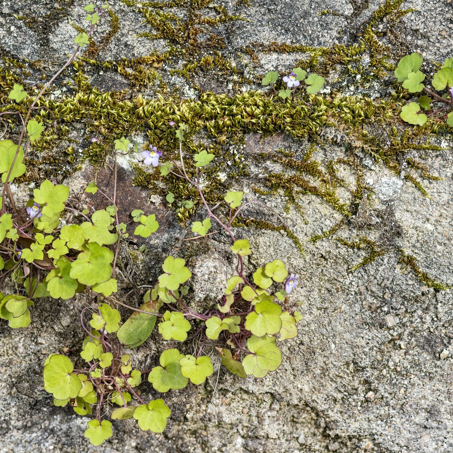Muurleeuwenbek (Cymbalaria muralis) zaden