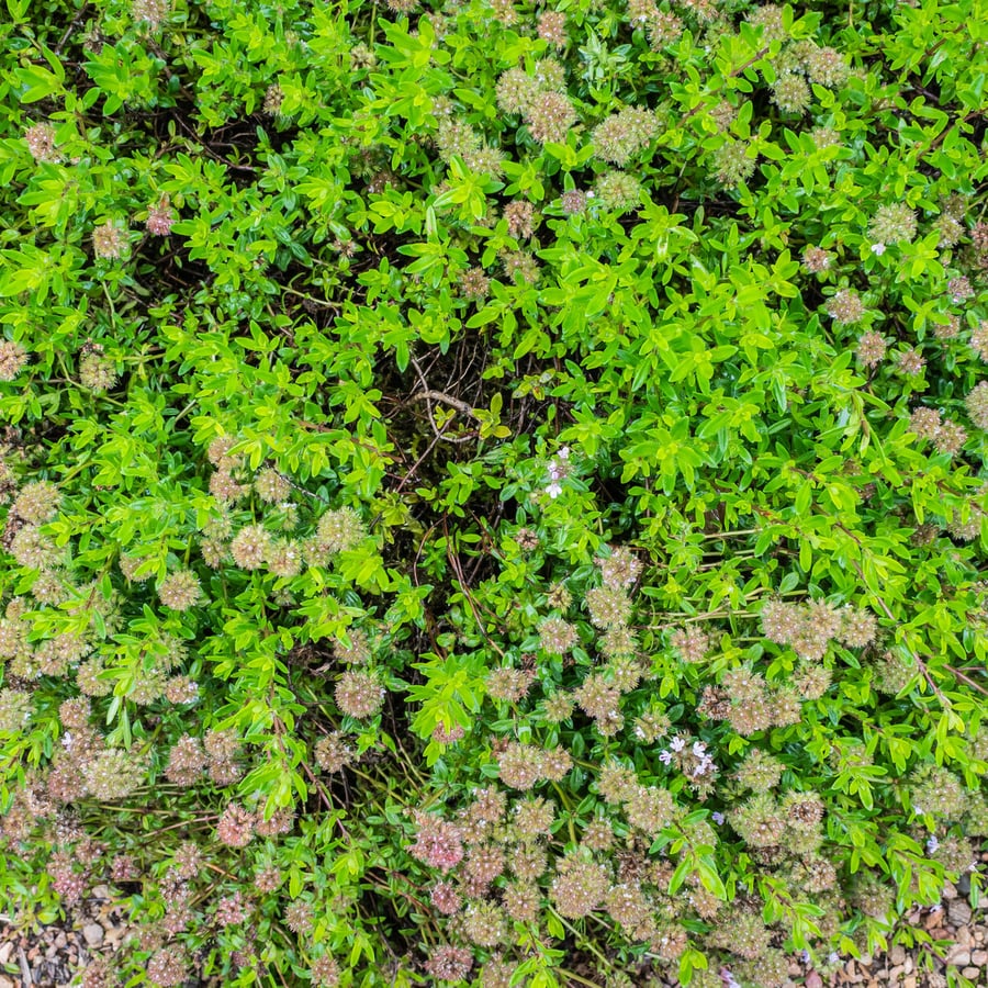 Kleine tijm (Thymus serpyllum) zaden