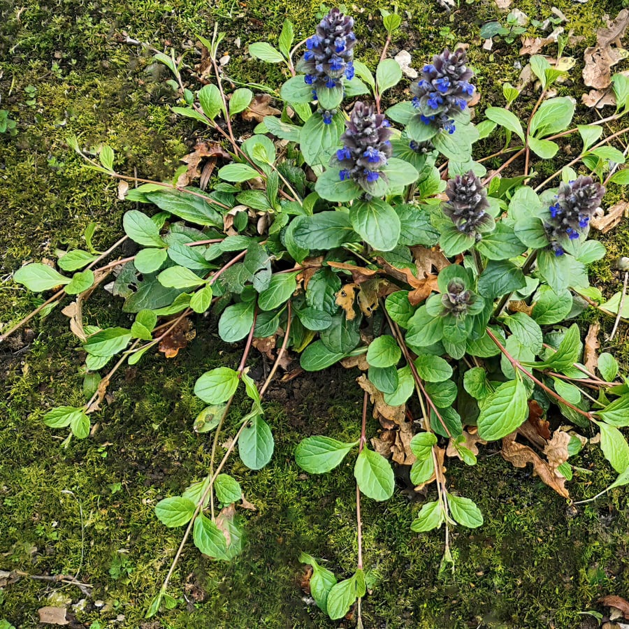 Kruipend zenegroen (Ajuga reptans) zaden