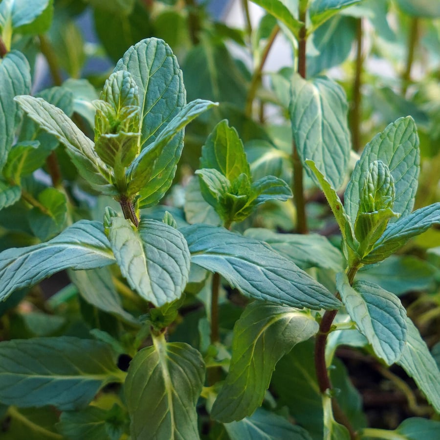 Aarmunt (Mentha spicata) zaden