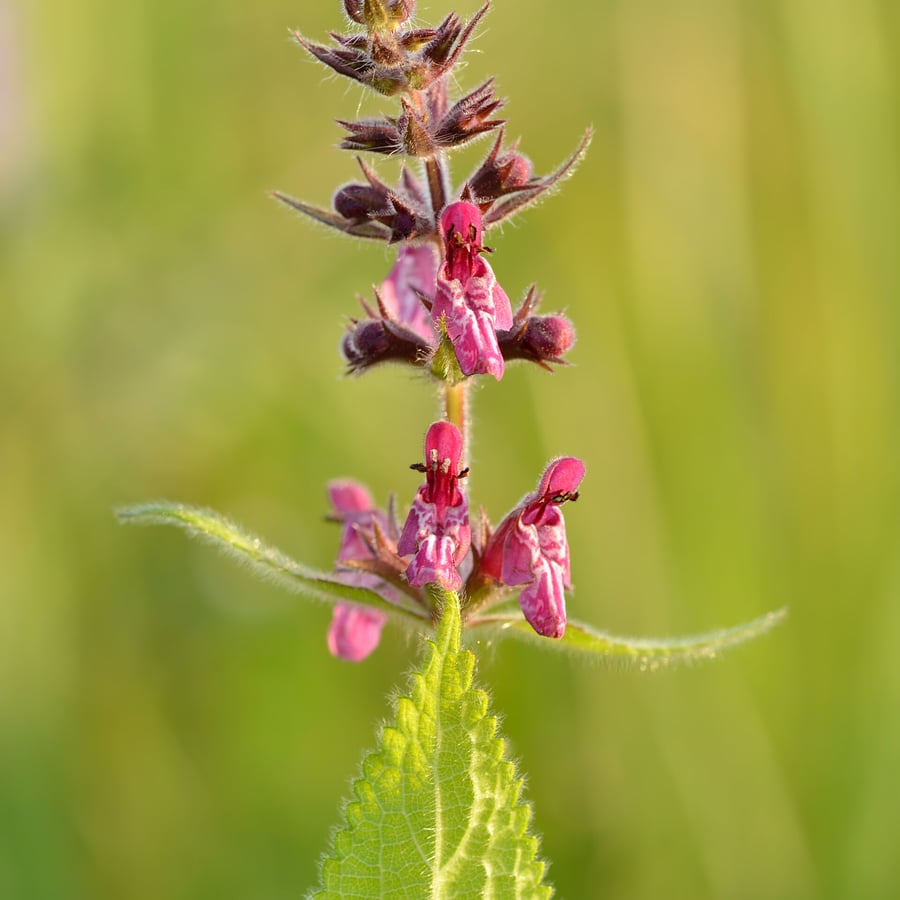 Bosandoorn (Stachys sylvatica) zaden