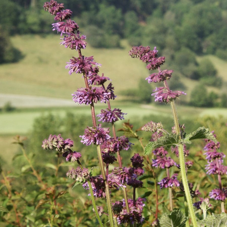 Kranssalie (Salvia verticillata) zaden