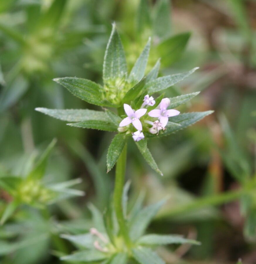 Blauw walstro (Sherardia arvensis) zaden