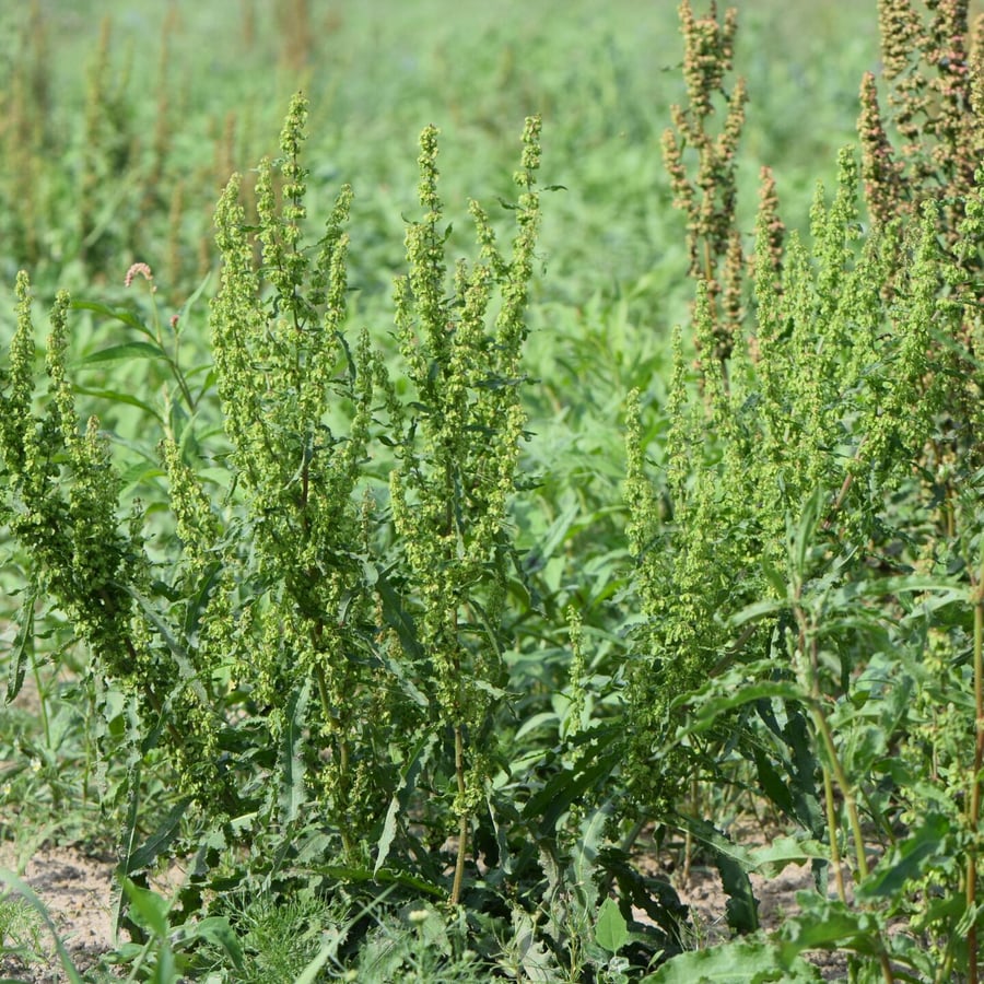Krulzuring (Rumex crispus) zaden