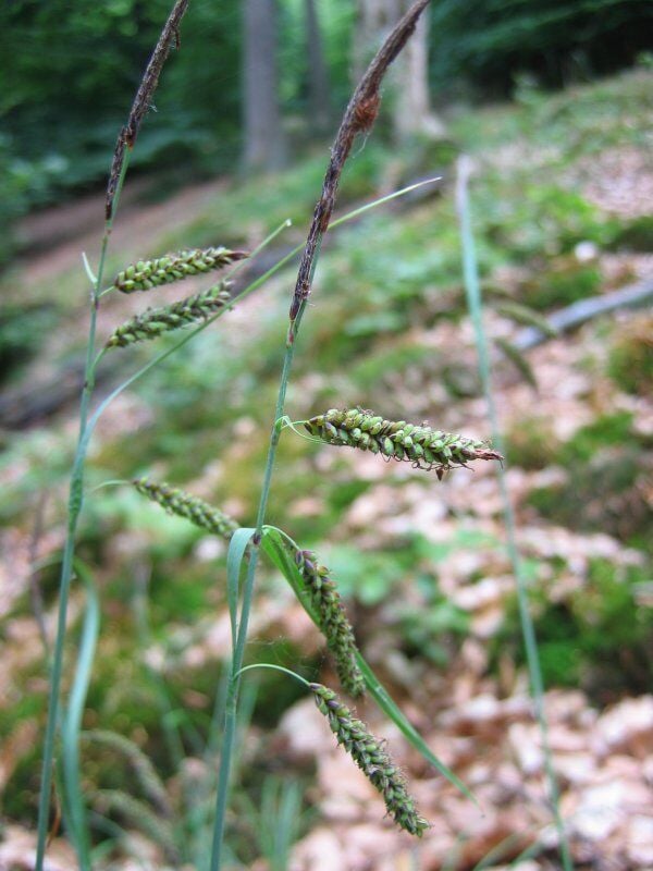 Zeegroene zegge (Carex flacca) zaden