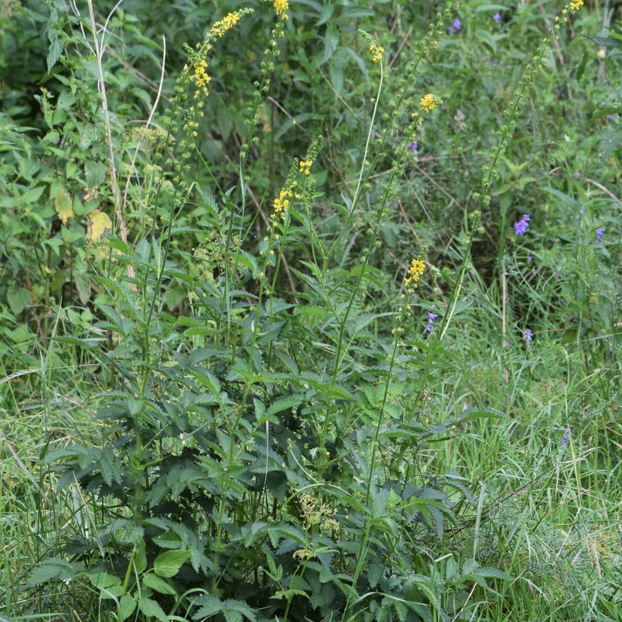 Welriekende agrimonie (Agrimonia procera) zaden